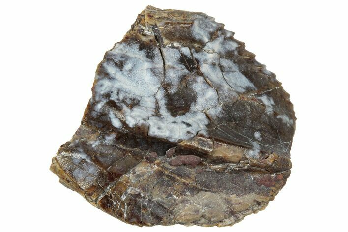 Fossil Dinosaur (Triceratops) Tooth Crown - Montana #324186